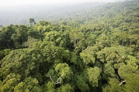 Forest 500 list, le aziende che si stanno impegnando di più per ridurre la deforestazione
