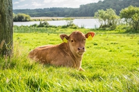 Carne e latte bio, più omega-3 e meno grassi “cattivi”