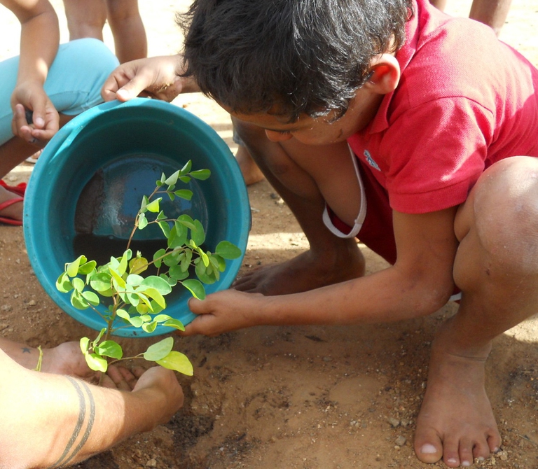 trees combat desertification