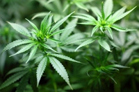 Quali sono gli usi della cannabis in medicina veterinaria