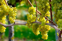 In Italia i vigneti bio sono cresciuti del 109% nell’ultimo decennio