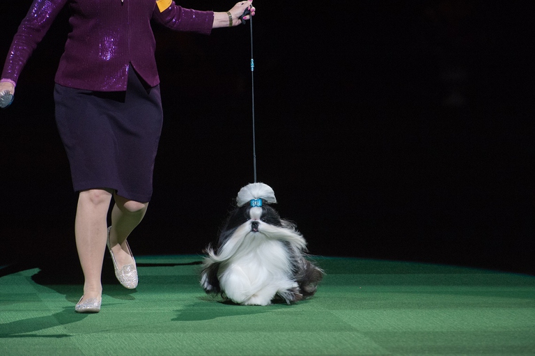 Shih Tzu durante una competizione canina