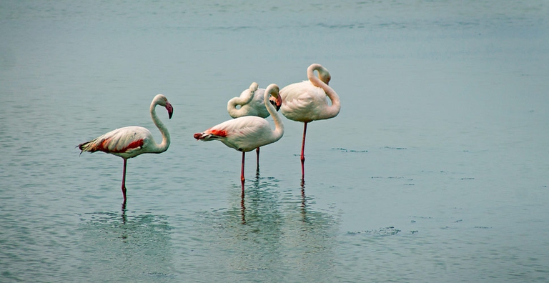 fenicotteri-immagine