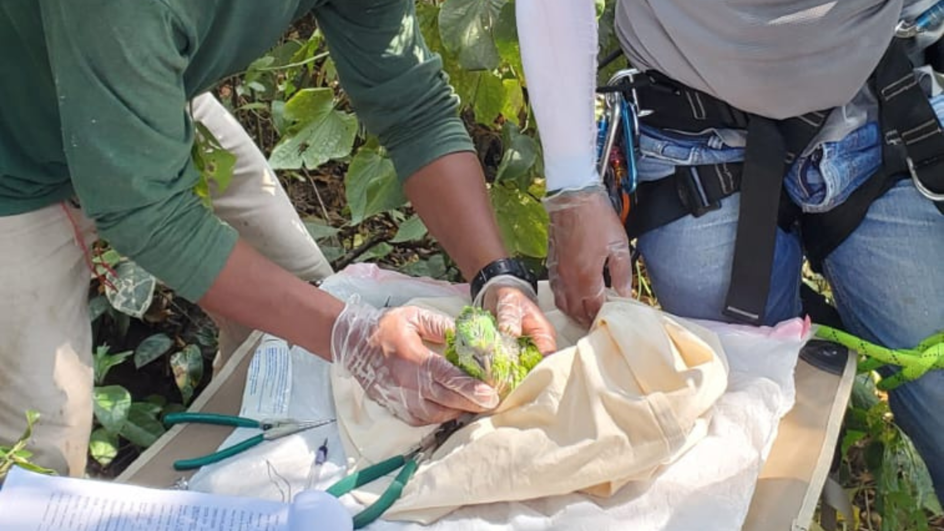 pappagalli nicaragua