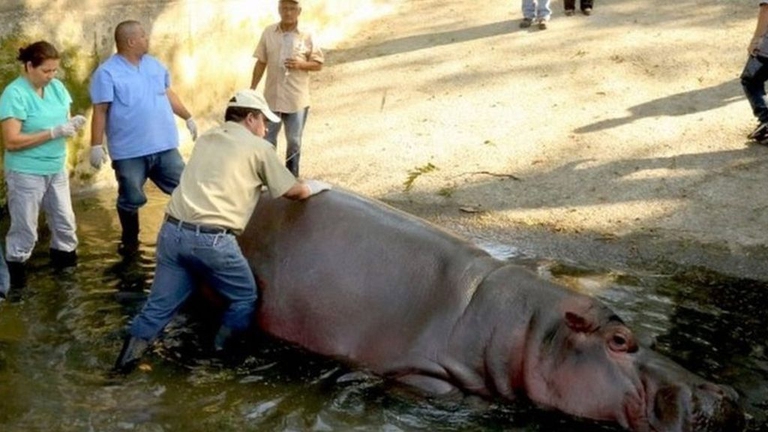 Ippopotamo Gustavito