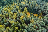 Foreste, anche banche e investitori hanno il dovere di salvarle
