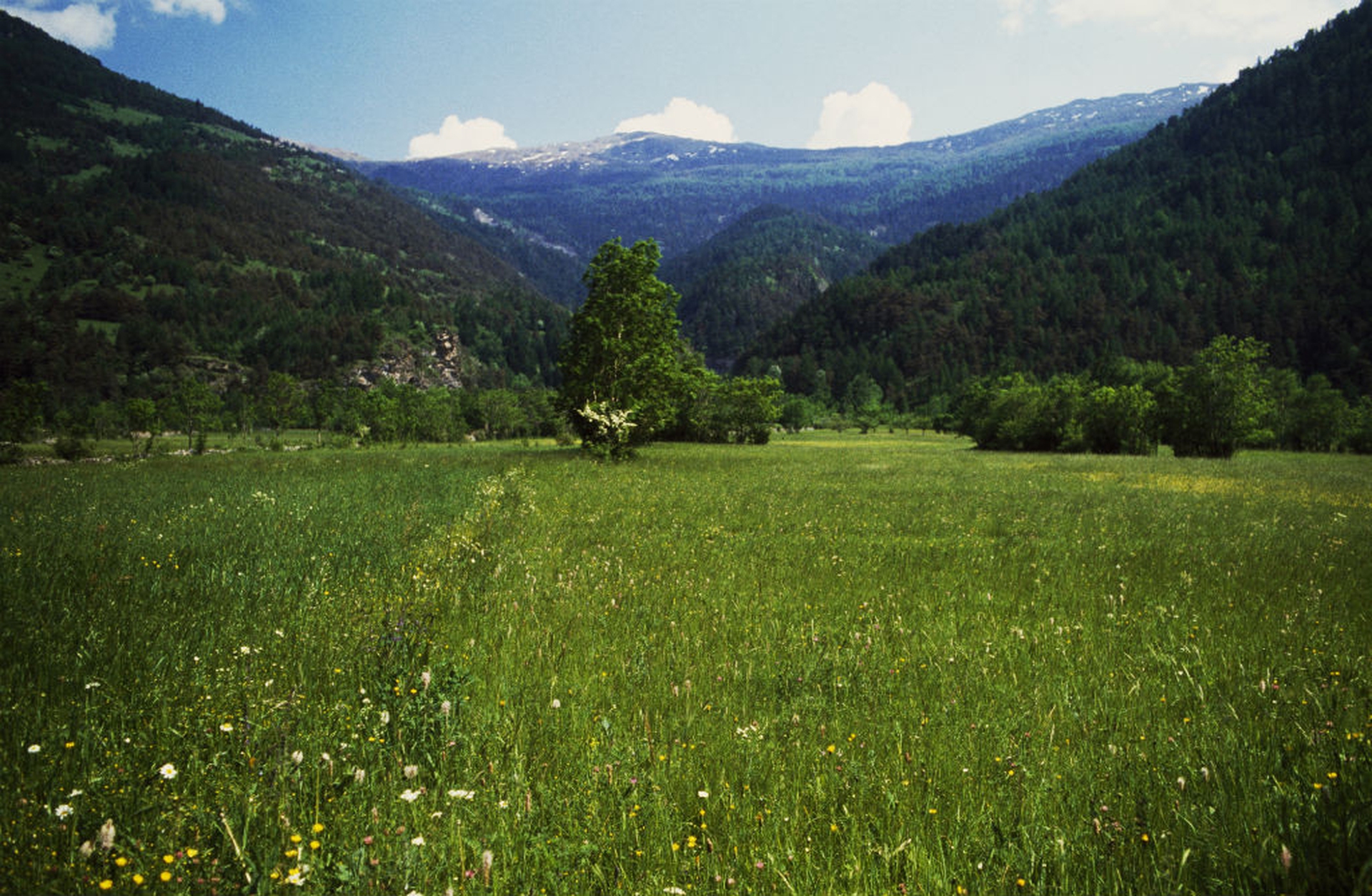 Boschi e foreste in Italia