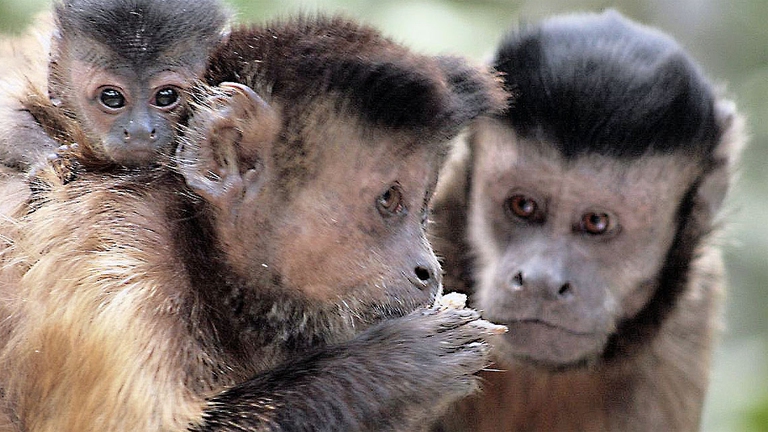 Il cebo dai cornetti è una scimmia della grandezza di un gatto che vive nell'America del Sud. Hanno un comportamento sessuale molto particolare, fatto di mille smorfie, insistenti toccatine, vocalizzazioni struggenti e… sguardi. 