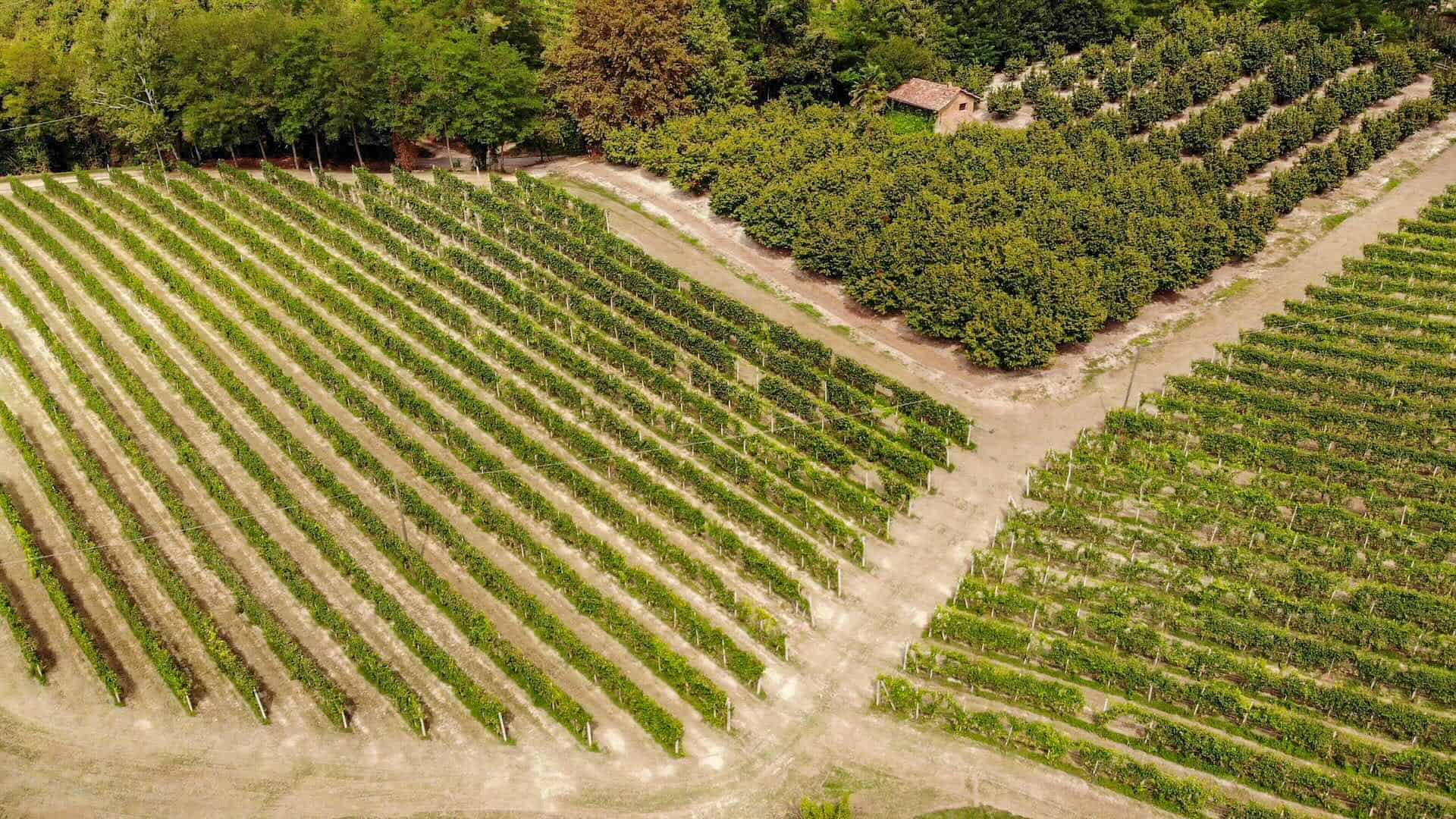 Nascetta, il vino bianco ribelle delle Langhe è tornato