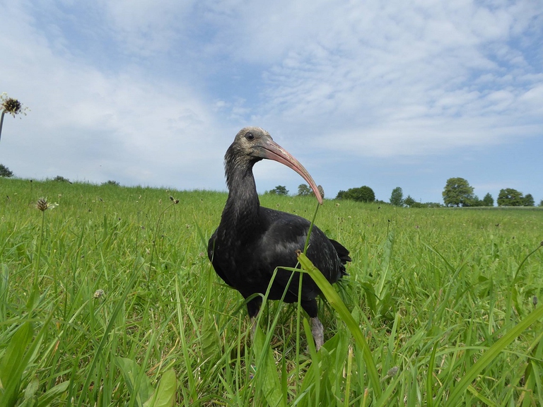 Ibis eremita posato su un prato