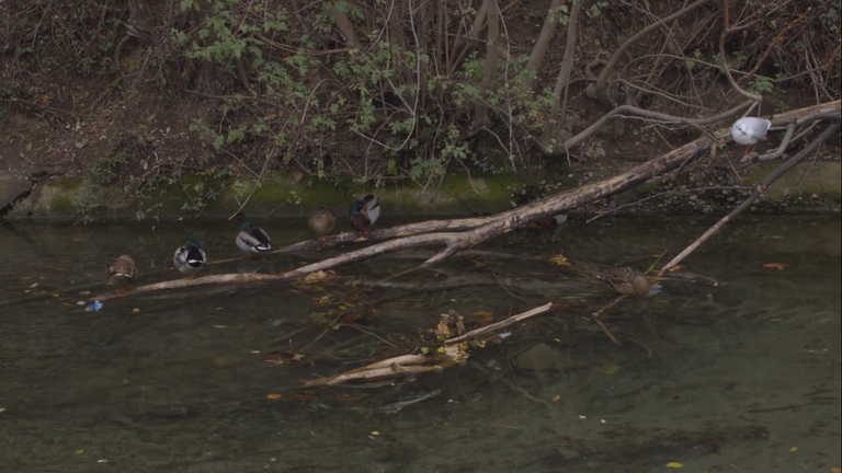 Spectrum apr, Beatrice Surano