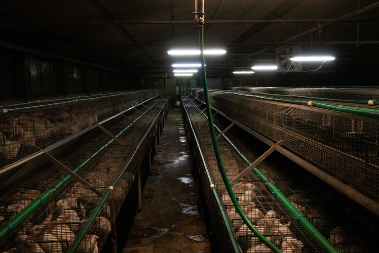 I conigli sono animali da preda, di indole timida e che amano stare in ripari naturali, che nelle gabbie non esistono