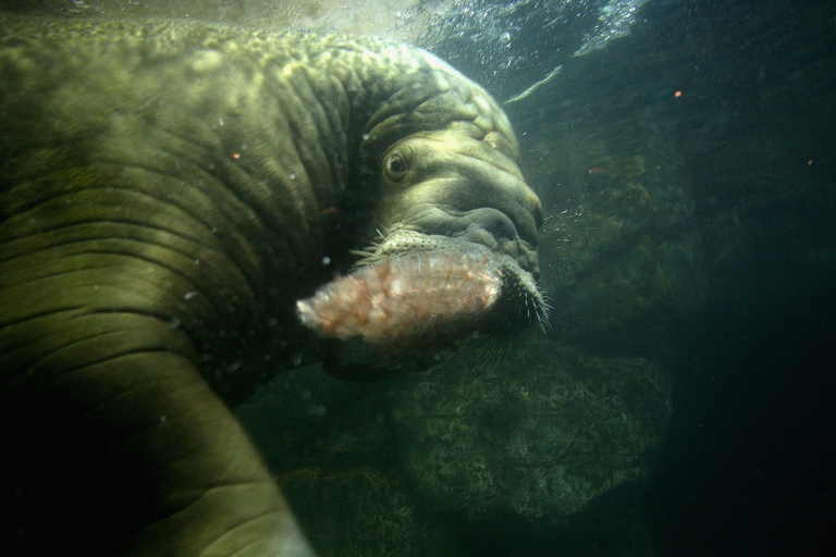 Esemplare di tricheco sott'acqua