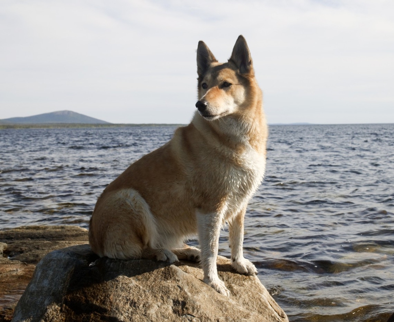 Hunting dog on a rock by the sea