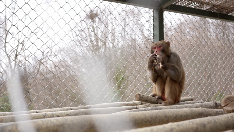 Bob è uno dei macachi ospiti al centro di Semproniano e salvati dalla sperimentazione animale 