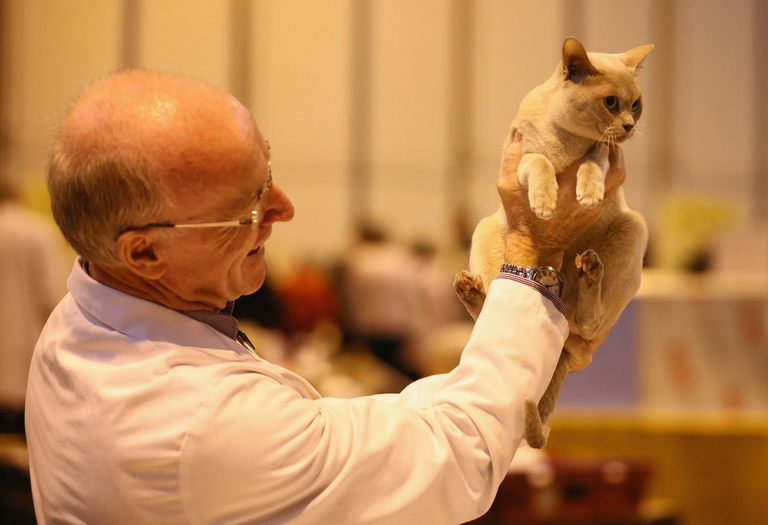 Gatto burmese durante una gara di bellezza