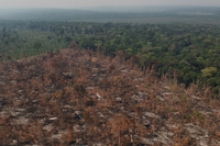 L’Unione europea è pronta a respingere i prodotti complici della deforestazione