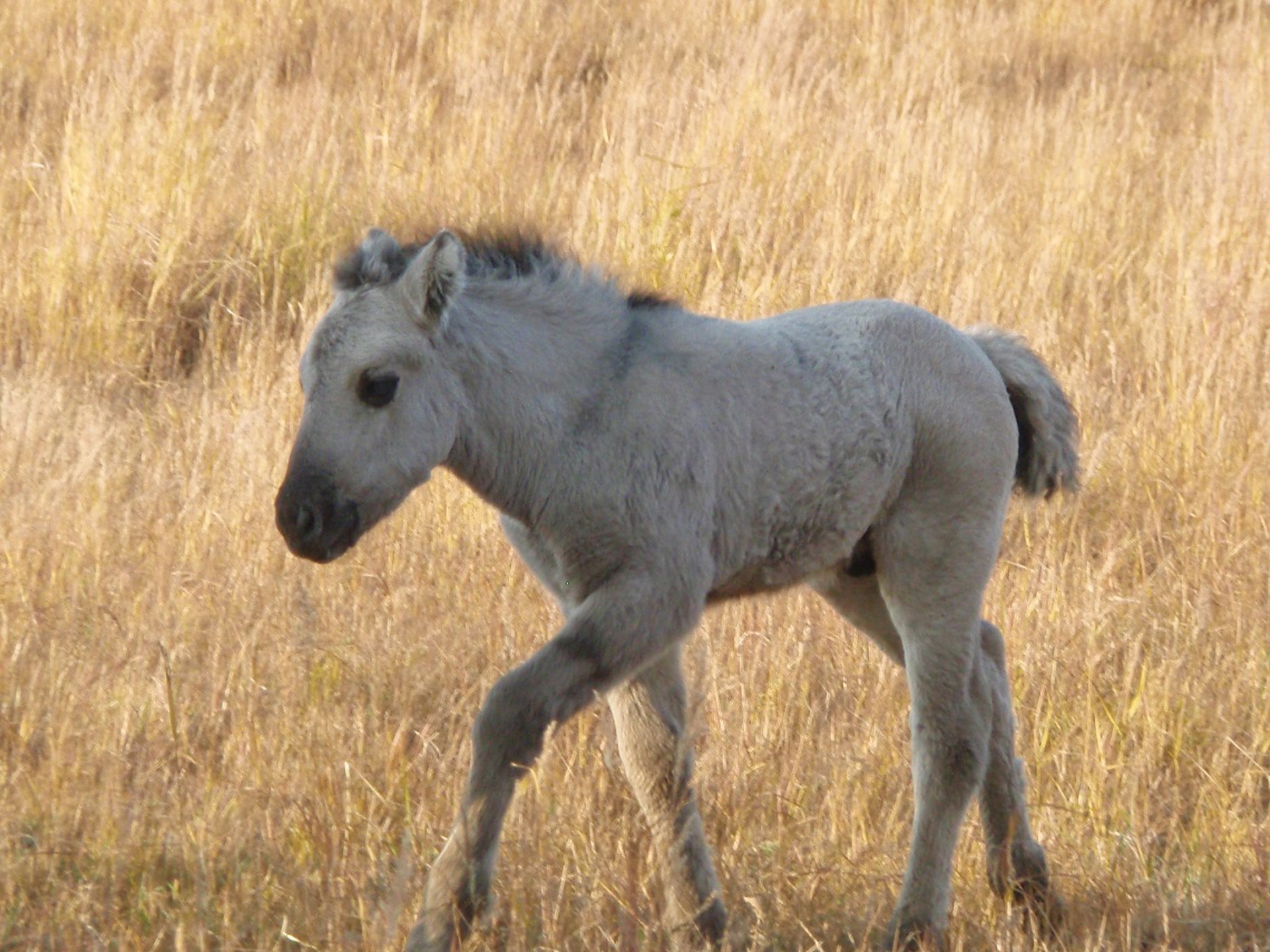 Puledro nato nel Pleistocene park