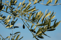 Xylella, si può parlare di complotto?