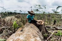La deforestazione dell’Amazzonia è il caro prezzo della pace in Colombia