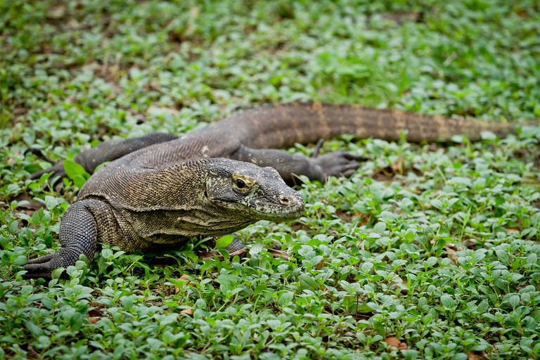 Drago di Komodo nell'isola di Rinca, Indonesia