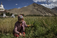 L’India e la Cina hanno ritirato l’esercito dal territorio conteso sull’Himalaya