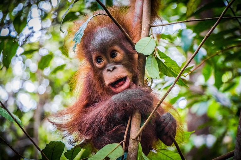 Piccolo orango nella foresta del Borneo, Indonesia