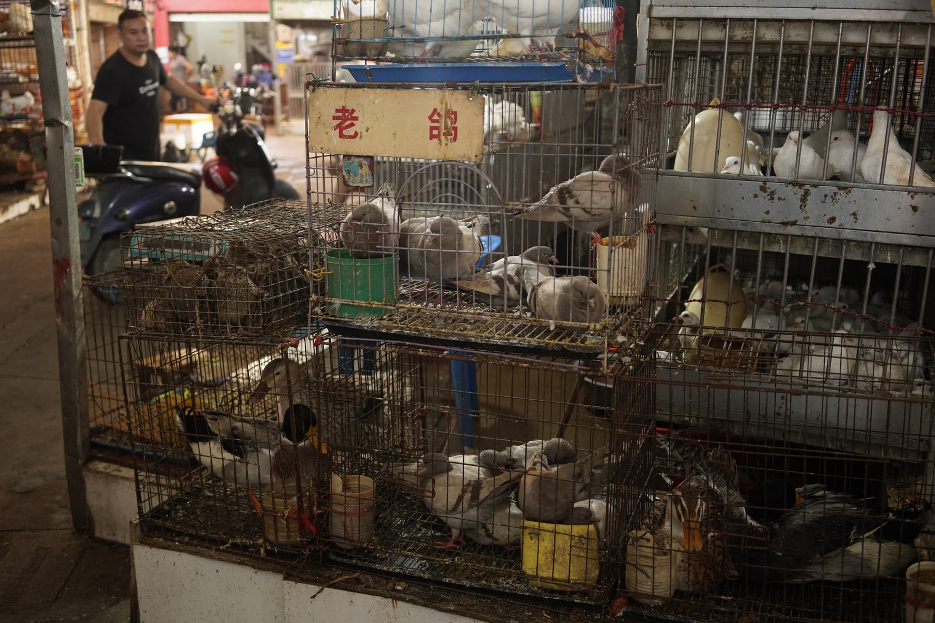 Un’immagine dai wet market in Cina