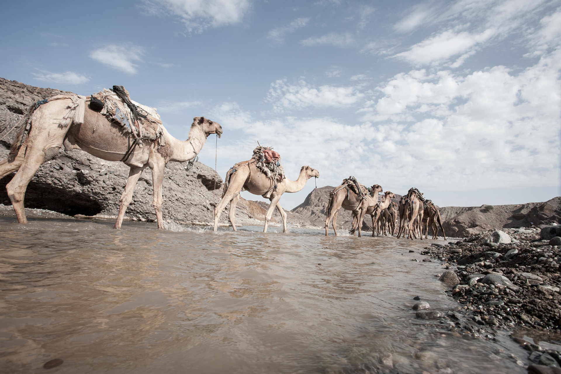 Carovana errante, dromedari