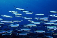 La sostenibilità è il requisito principale per chi acquista pesce