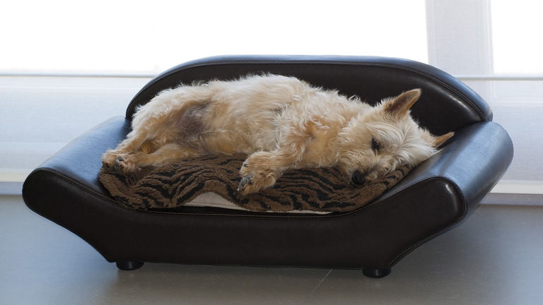 cairn terrier che dorme