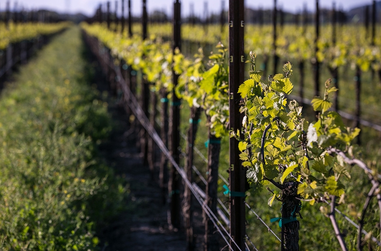 pesticidi in aumento
