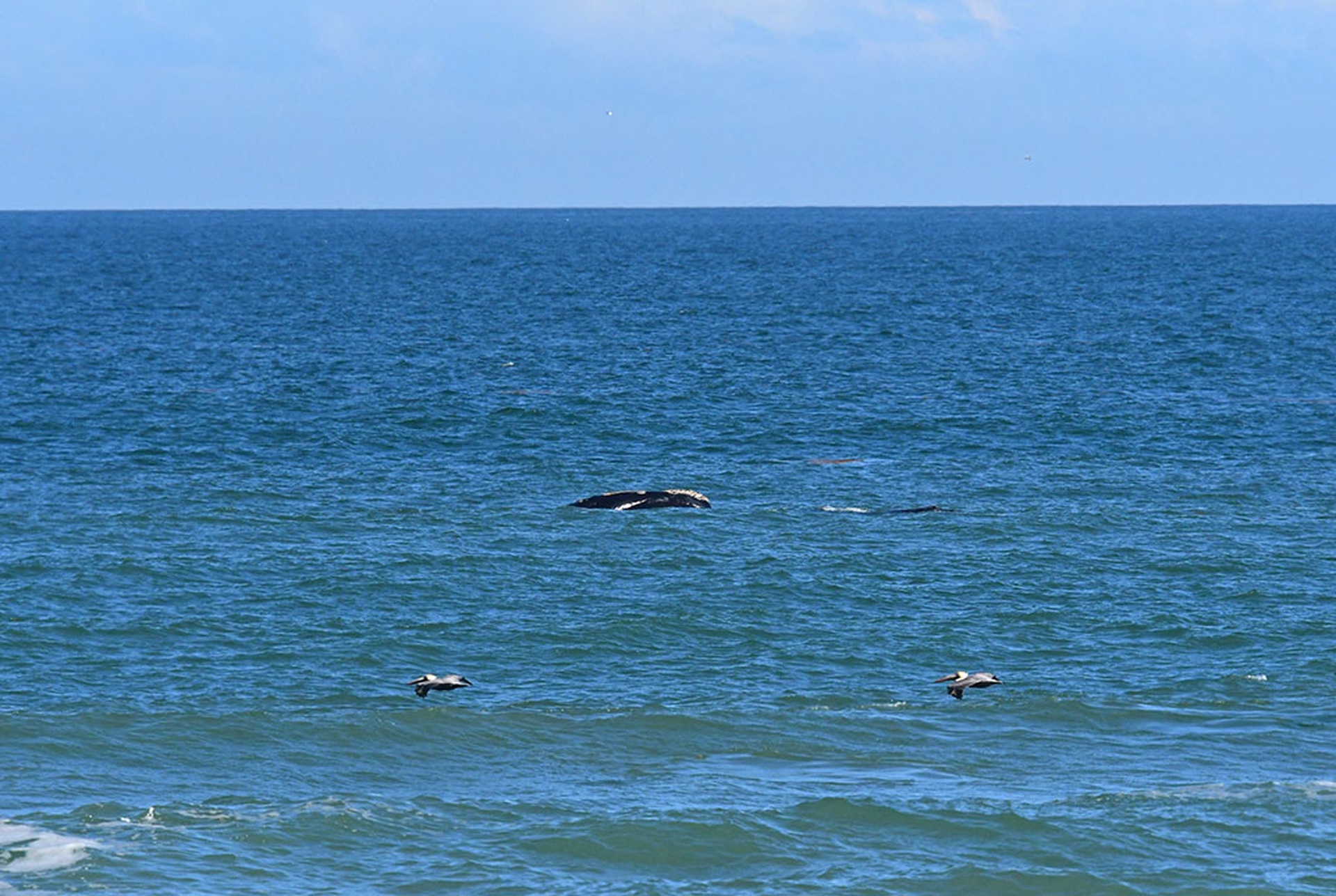 Balena 4180 con cucciolo