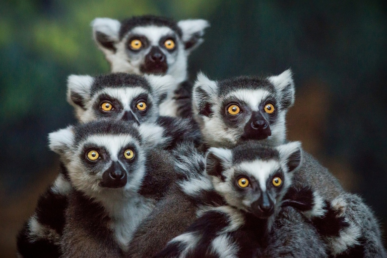 gruppo di lemuri tipico della fauna selvatica del Madagascar 