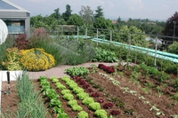 Per raffreddare l’estate meglio un giardino pensile