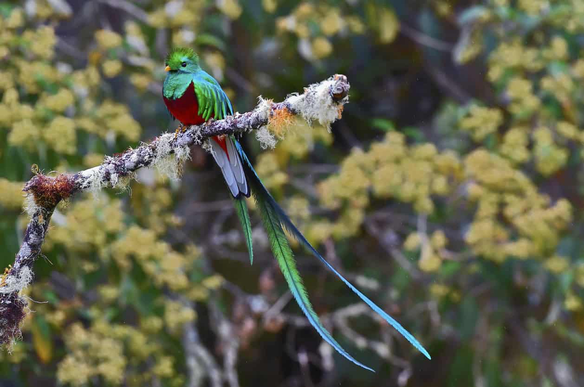 Quetzal splendente