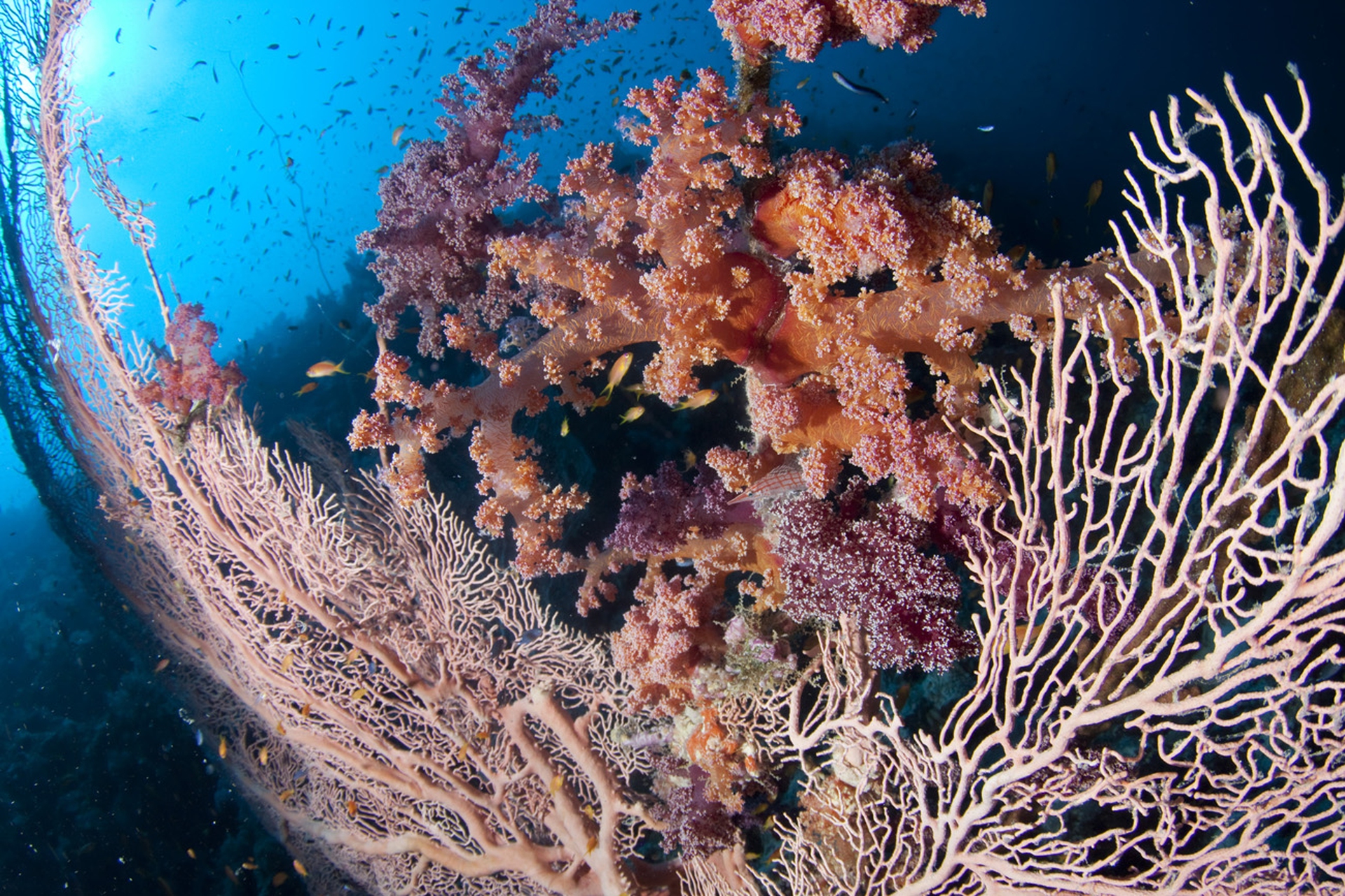 Gorgonia nel mar Rosso