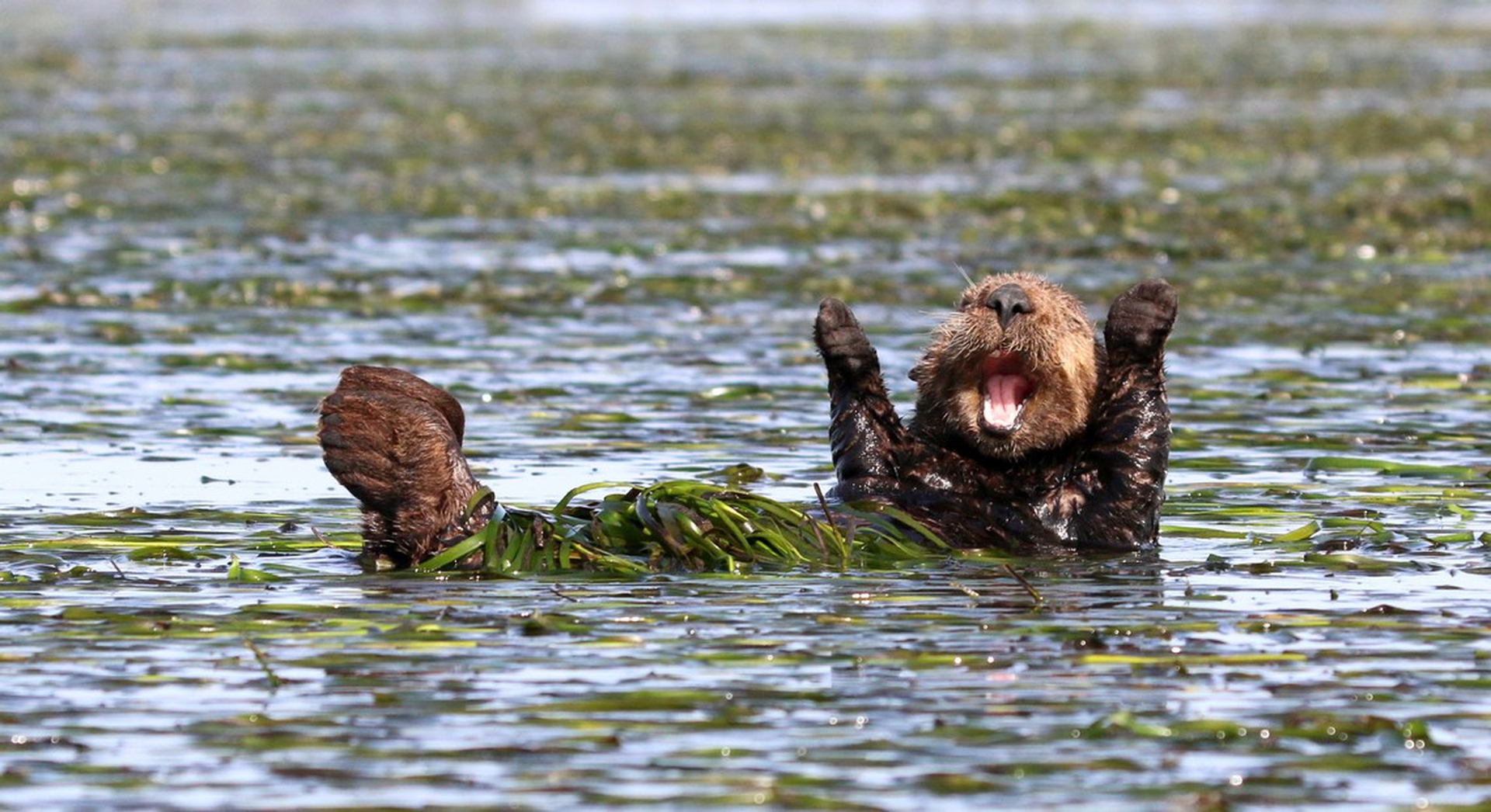 Cheering sea otter di Penny Palmer – Comedy wildlife photography awards