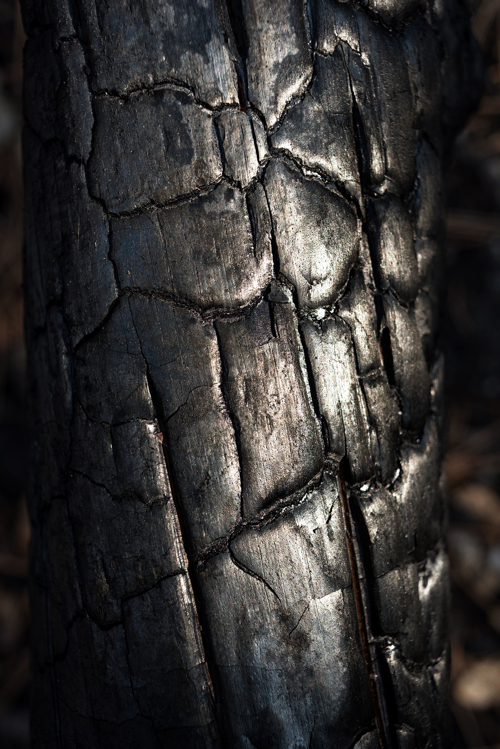 Albero carbonizzato da un incendio