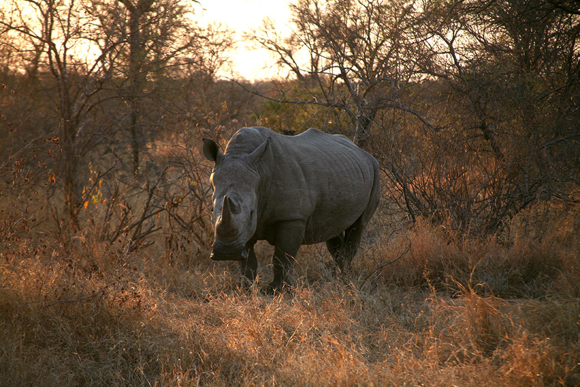 Rhinos are killed as well