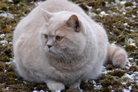 Se il gatto è obeso, la dieta è d’obbligo. I consigli del veterinario