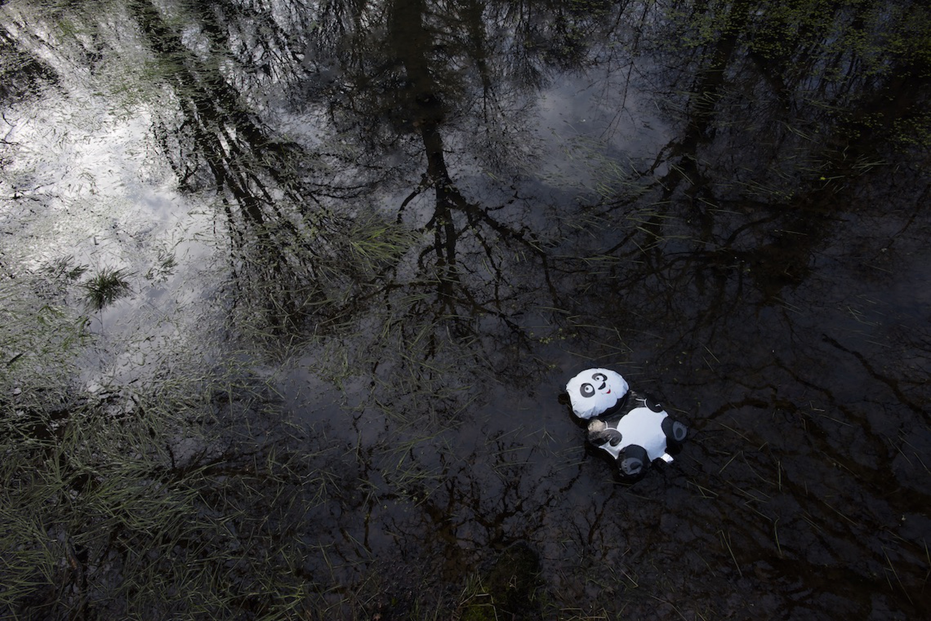 Spazzatura e animali. Fotografie di Chris Packham per Lidl UK