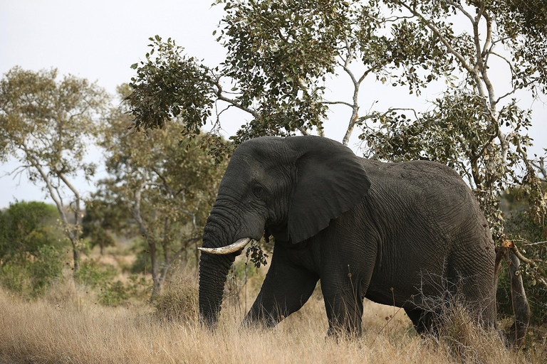Elefante africano nella savana del parco nazionale Kruger