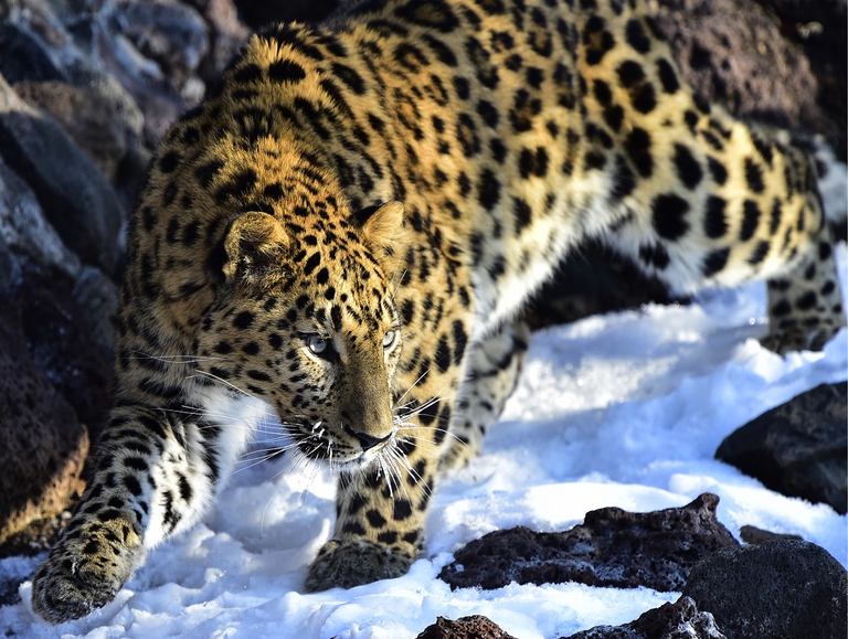 Leopardo dell'Amur