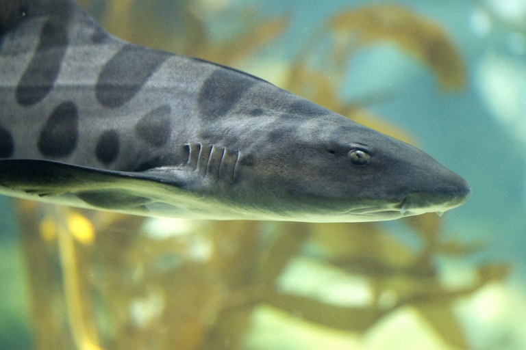 Squalo che nuota in una foresta di alghe kelp