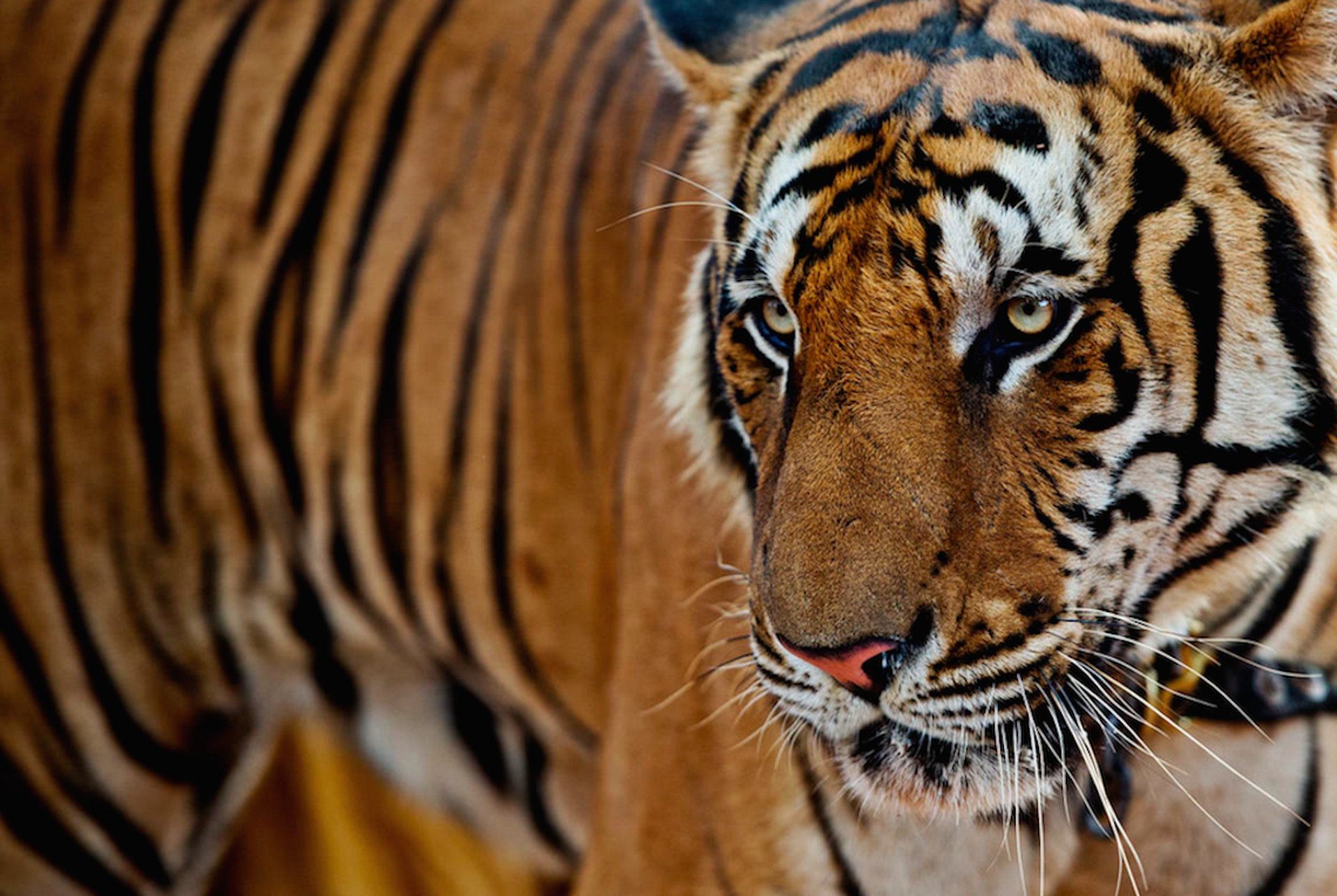 18 tiger-portrait