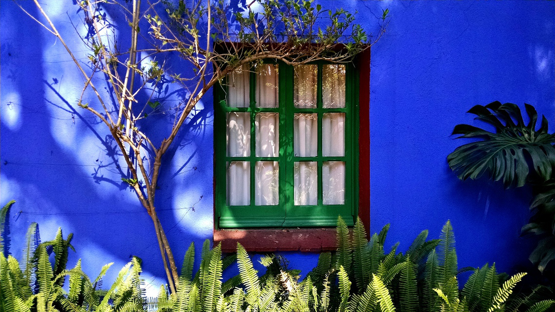 museo frida kahlo kyle magnuson