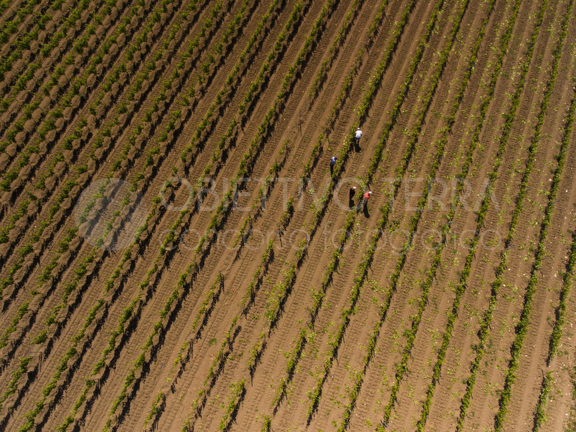 Parco naturale regionale Bosco Incoronata (Puglia)