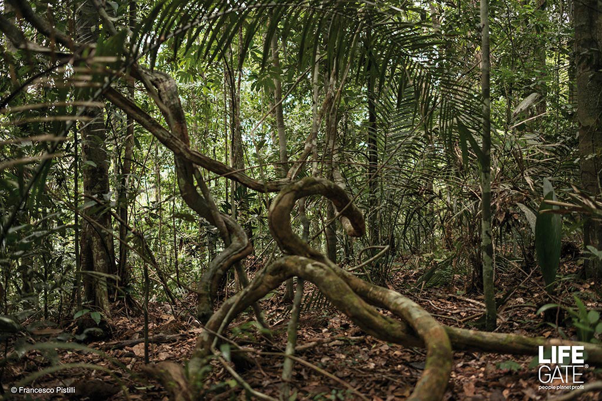 foreste-in-piedi-mangrovie