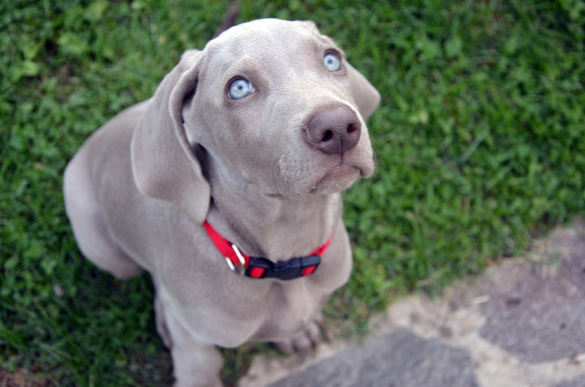 Weimaraner, il bracco tedesco dagli occhi di ghiaccio LifeGate